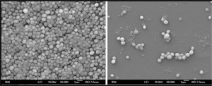 IBMとIBN、薬剤耐性菌を根絶することが可能な「抗菌ヒドロゲル」を開発