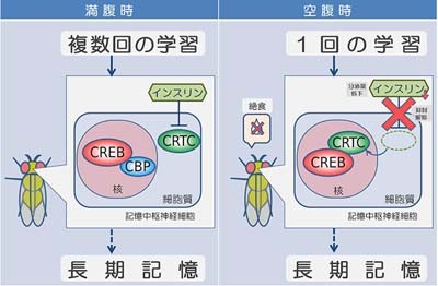 空腹が記憶力をアップ