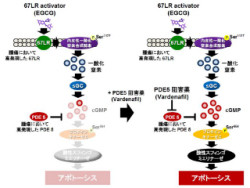 カテキンの1種と男性性機能障害治療薬でがん細胞のみを強力に殺傷 