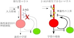 脳内麻薬の1種が匂いや空間に対する慣れを制御している 