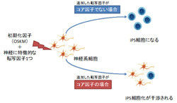 京大、iPS細胞の初期化における遺伝子の働きを評価する手法を開発