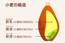 肥満など生活習慣病の抑制効果を持つ「小麦ポリフェノール」 