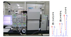 資生堂、D-アミノ酸の新たな美肌効果を発見 