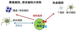 東北大、ナチュラルキラー細胞の細胞死の原因が「ドレス現象」と確認