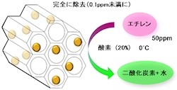 北大など、果物などを腐敗させる「エチレン」を低温で分解する新触媒を開発