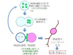 東大、ほ乳類の成体でも「神経幹細胞」が維持される仕組みを解明