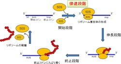 人工合成した環状mRNAでエンドレスなタンパク質合成反応 