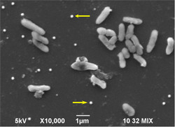 芝浦工大、自然界に存在する微生物を利用したレアメタル回収技術を開発