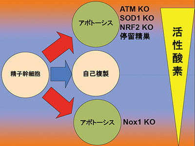 活性酸素不足が男性不妊を誘因？