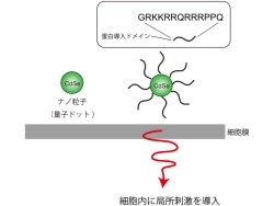 東北大、量子ドット+ウイルス由来ペプチドでナノロボットを開発