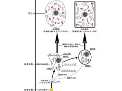 立教大、細胞小器官「ペルオキシソーム」の分裂に必須な装置の単離に成功