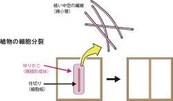 NIBBなど、分裂時の植物細胞内の仕切りができる様子を高解像度で撮影