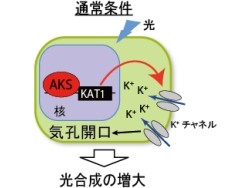 九大、植物の気孔開口に必要なK+チャネルの働きに必要な転写因子を発見