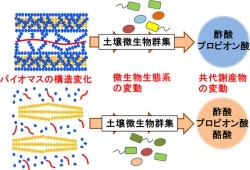 理研、「土壌微生物生態系によるバイオマス分解・代謝評価法」を構築