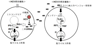 生体内のC型肝炎ウイルス量の減少に期待 -岡山大、HCV感染の認識機構を解明