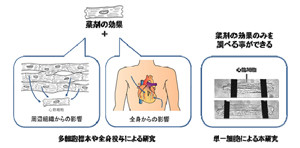 岡山大、高血圧治療薬2種が心臓収縮をほとんど抑制しないことを確認