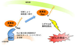 京大、がんを引き起こすプロセスの鍵となる膜タンパク質の構造を解明