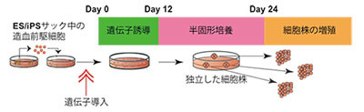 iPS細胞で赤血球量産の技術開発