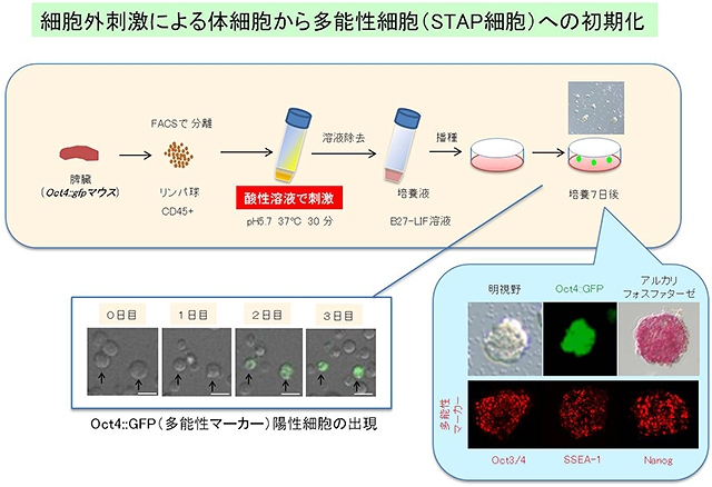 image:理研など、動物の体細胞を万能細胞(多能性細胞)へと初期化する新手法を開発