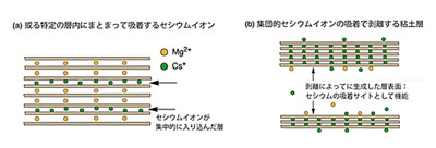 福島の土がセシウム取り込む仕組み解明