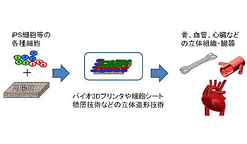 NEDO、iPS細胞から骨や心臓を製造する技術の開発に着手