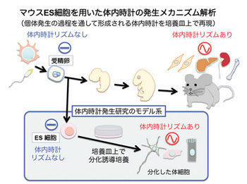 体内時計の発生に細胞分化が関係 