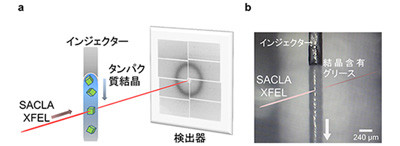 少量の試料で超短時間構造解析法を開発