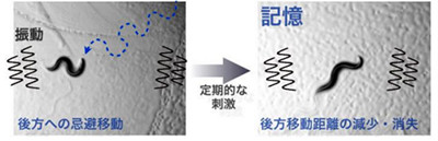 嫌いな刺激に馴れる仕組みを線虫で発見