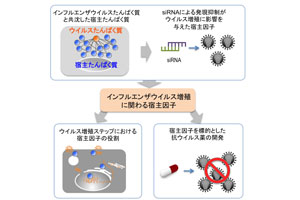 インフルエンザウイルスの増殖に関わるタンパク質を同定 