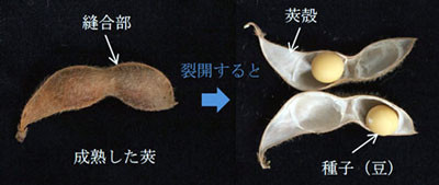 落ちこぼれ救う遺伝子を大豆で発見