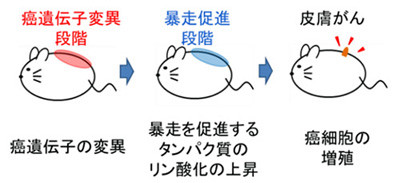 わかったぞ、皮膚がん抑制の仕組み