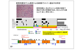 国立がん研、軟骨肉腫の全ゲノムを解読し新たなゲノム異常を同定