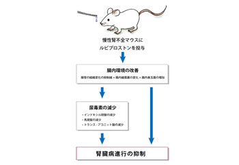 便秘薬による腸内環境の改善が慢性腎臓病の進行を抑制 