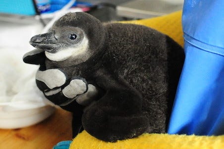 ふわふわでモコモコなペンギンの赤ちゃん