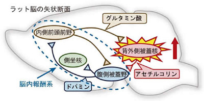 コカインによる薬物依存の仕組み発見