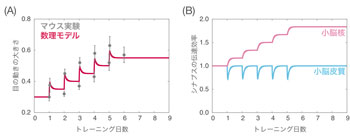 一夜漬けよりコツコツ学習の方が記憶が定着する仕組みを解明 