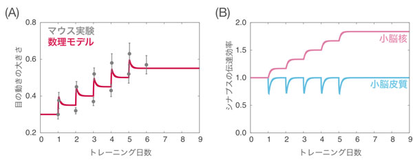 【神経科学】一夜漬けよりコツコツ学習の方が記憶が定着する仕組みを解明 - 電気通信大