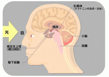 筑波大学など、体内時計を調節するペースメーカー細胞の存在を証明