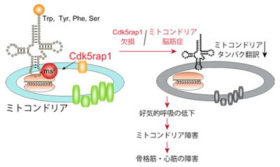 ミトコンドリア病の原因解明、薬にめど