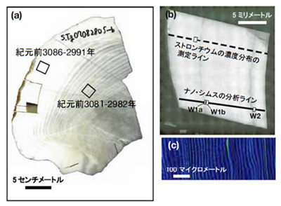 貝殻化石の日輪は日射量の古文書だった