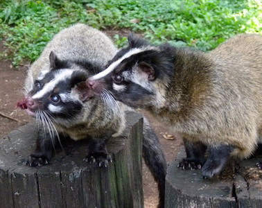 東京都・上野動物園の隠れた人気者、ハクビシン