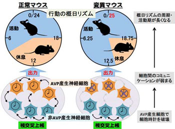 金沢大、体内時計の安定に関わる神経細胞を発見