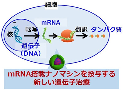 mRNA投与の治療にナノミセルで道開く