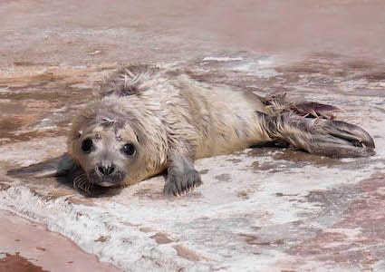 ふわふわのゴマフアザラシの赤ちゃん誕生!