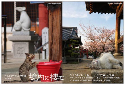 東京都千代田区で、寺社に住む猫たちの写真展が開催