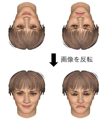 逆さまの顔は認知しにくい理由を解明