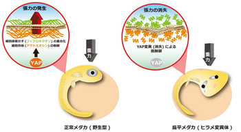 メダカを用いて臓器が立体的に形成される仕組み解明 