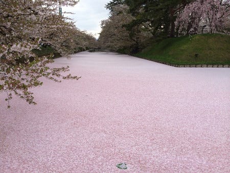 桜が水面を覆いつくす! 花筏も楽しめる「弘前さくらまつり」開催
