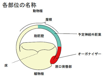 両生類の発生は頭からを発見、定説覆す