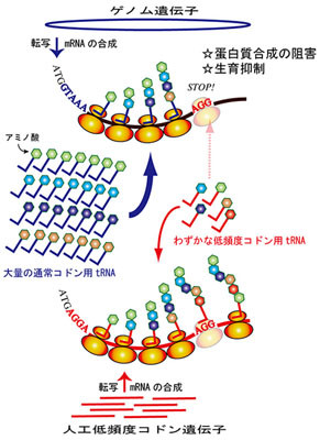 遺伝子発現の弱点狙い、増殖抑制に成功